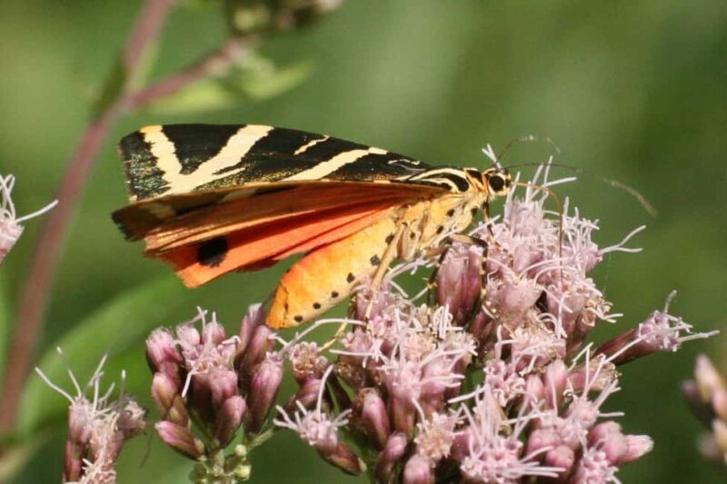 Butterfly valley,Farfalle,Schmetterling,Papillon & transfer! - The Practical Side: Transportation, Costs, and Tips