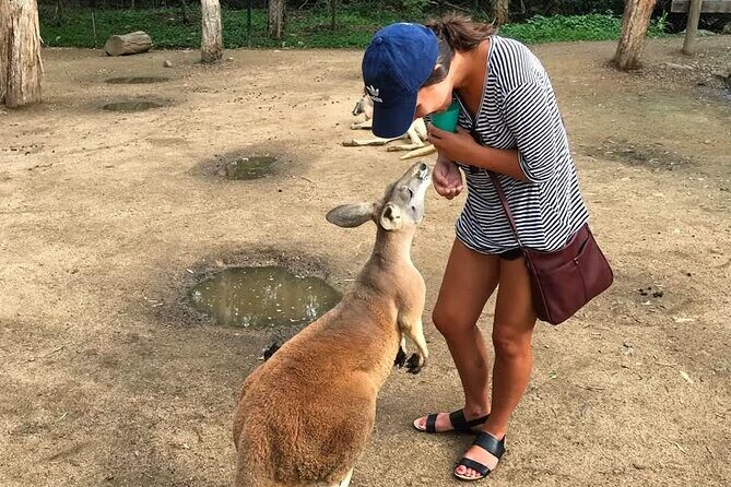 Byron Bay and Currumbin Wildlife Sanctuary Day Tour - Transportation and Practical Details