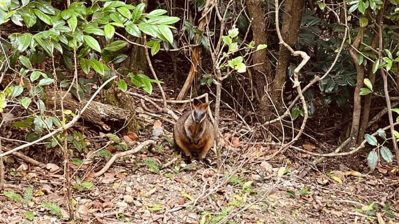 Byron Bay: Cape Byron Lighthouse Guided Sunrise Tour - FAQs