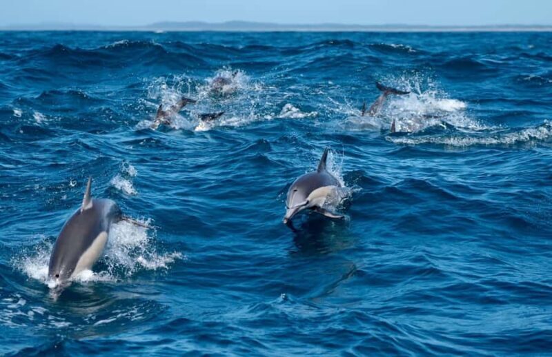 Byron Bay: Cruise with Dolphins Tour - An In-Depth Look at the Byron Bay Dolphin Cruise