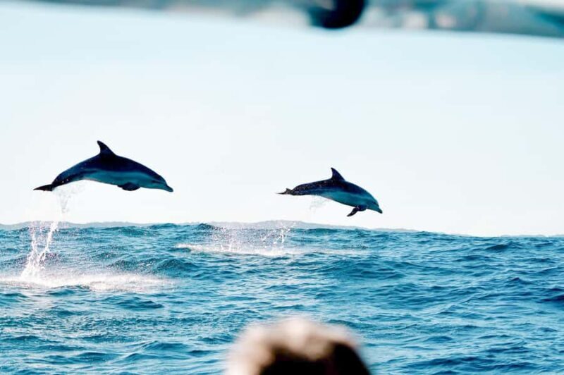 Byron Bay: Cruise with Dolphins Tour - The Sum Up