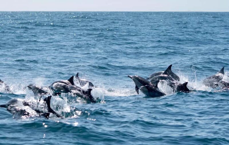 Byron Bay: Cruise with Dolphins Tour - FAQ about the Byron Bay Dolphin Cruise