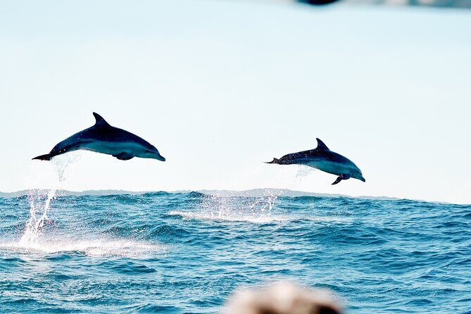 Byron Bay Dolphin Tour - Ocean Safari - Who Should Consider This Tour?