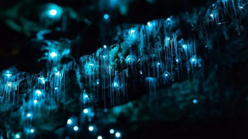 Byron Bay: Glowworms, Waterfalls & Rainforest Experience - The Authentic Value of This Experience