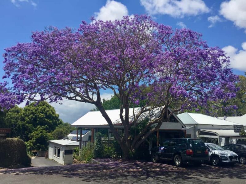 Byron Bay: Hinterland and Bangalow Full-Day Guided Tour - Frequently Asked Questions