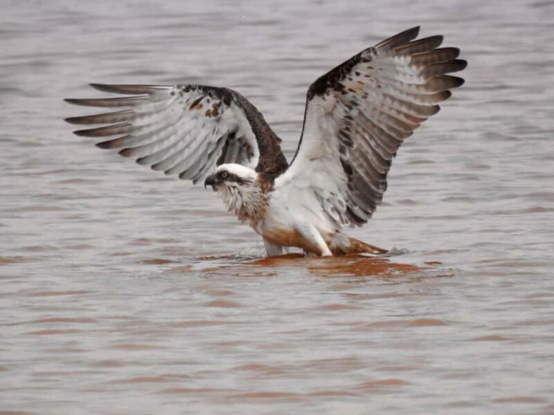 Byron Bay: Kayak and Hike Eco-Tour with Waterfall Swim - Key Points