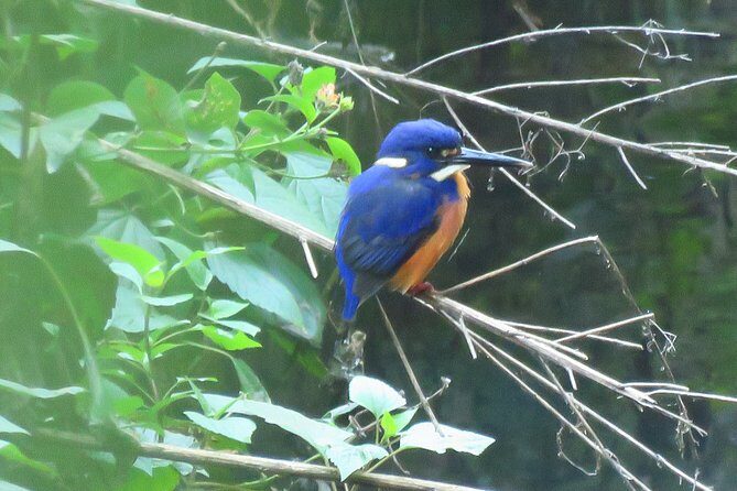 Byron Bay Platypus Walk - Practical Information