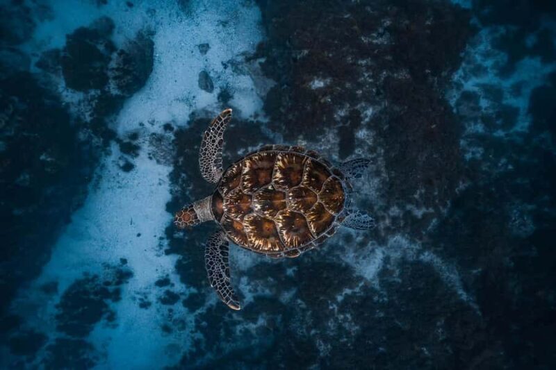 Byron Bay: Snorkeling Tour at Julian Rocks, Nguthungulli - Key Points