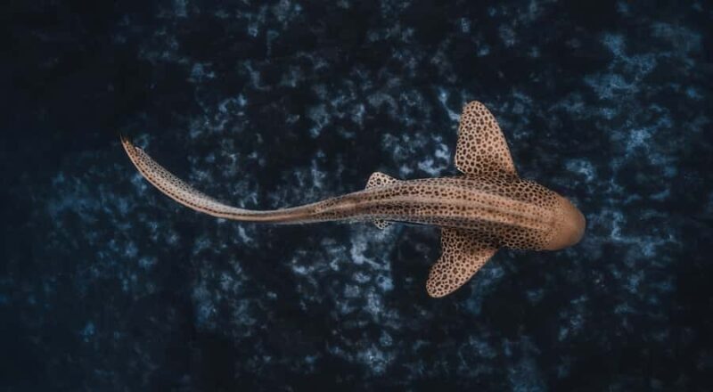 Byron Bay: Snorkeling Tour at Julian Rocks, Nguthungulli - An In-Depth Look at the Julian Rocks Snorkeling Tour