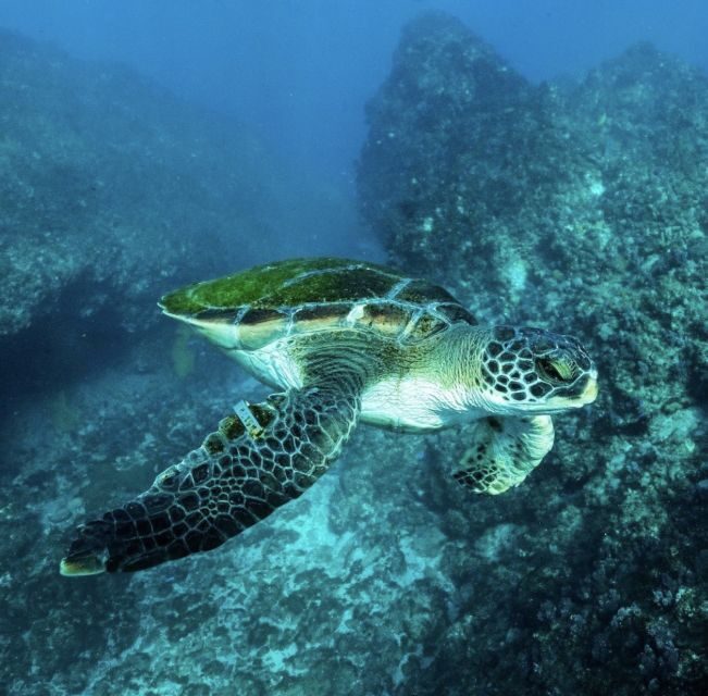 Byron Bay: Snorkeling Tour at Julian Rocks, Nguthungulli - FAQs