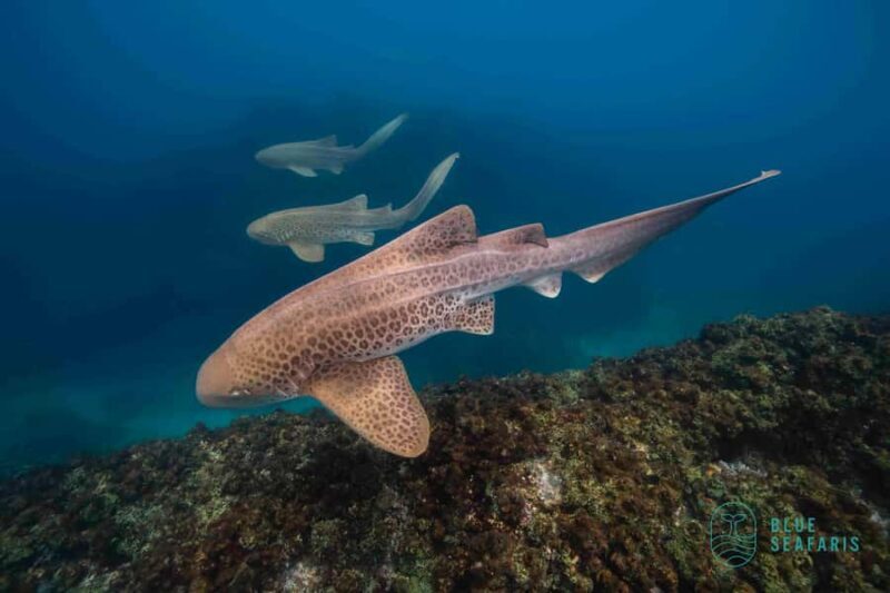 Byron Bay: Snorkelling Tour of Julian Rocks "Nuthungulli" - Key Points