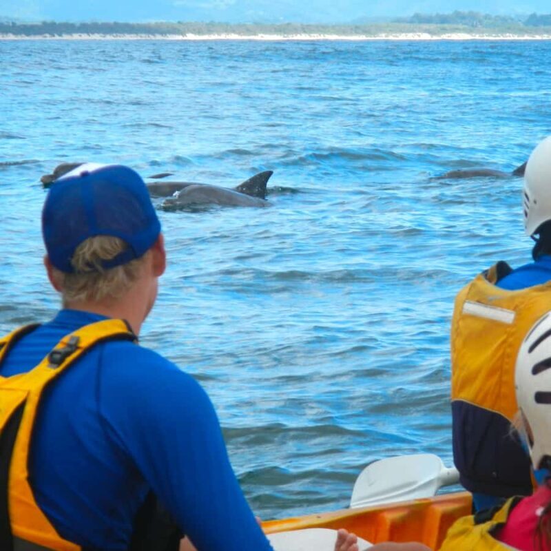 Byron Bay: The Byron Bay Sea Kayak Tour - Authentic Experiences & What Travelers Say