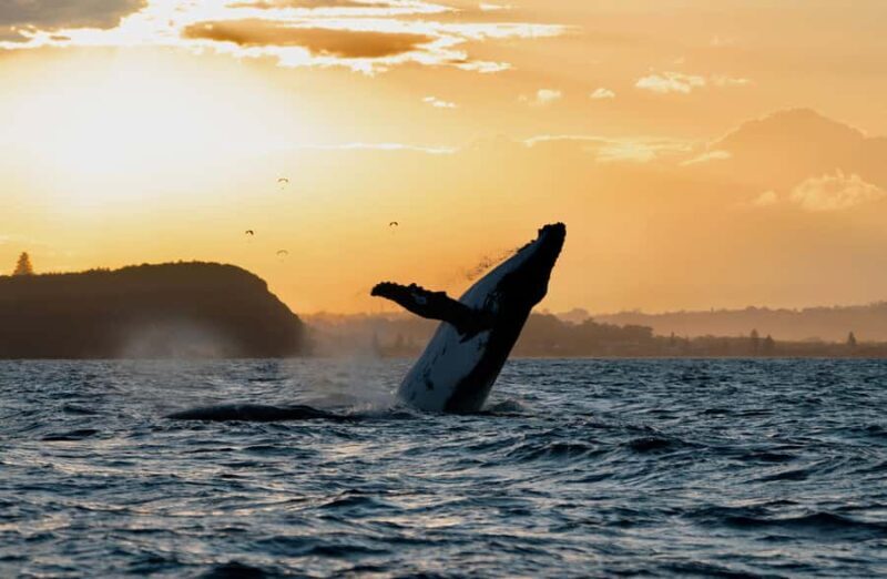 Byron Bay: Whale Watching Cruise with a Marine Biologist - Introduction to the Experience
