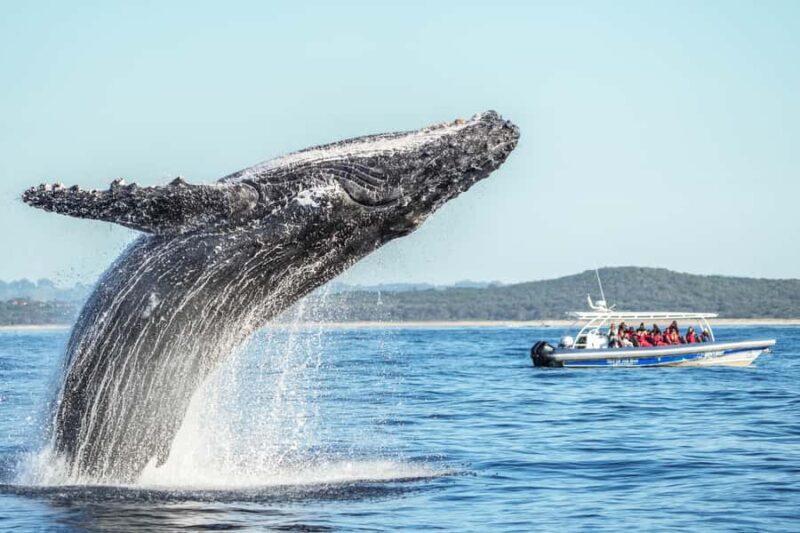 Byron Bay: Whale Watching Cruise with a Marine Biologist - Itinerary Breakdown