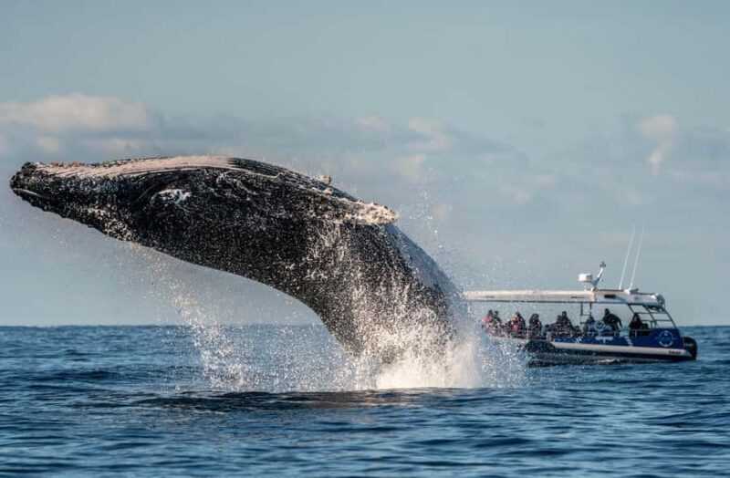 Byron Bay: Whale Watching Cruise with a Marine Biologist - The Experience of Watching Whales in the Wild