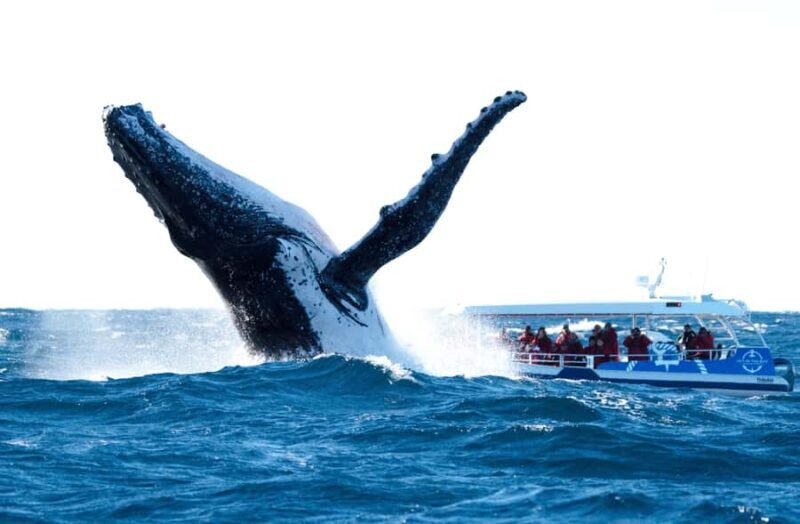 Byron Bay: Whale Watching Cruise with a Marine Biologist - Authentic Reviews and What They Reveal