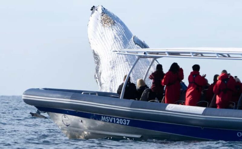 Byron Bay: Whale Watching Cruise with a Marine Biologist - Who Should Consider This Tour?