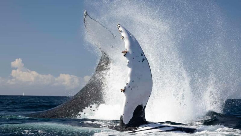 Byron Bay Whale Watching with Marine Biologist - Introduction