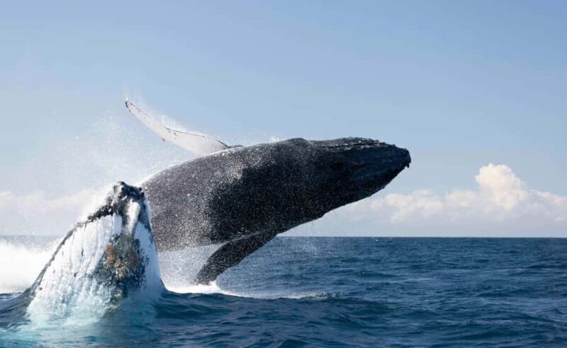 Byron Bay Whale Watching with Marine Biologist - The Experience at a Glance