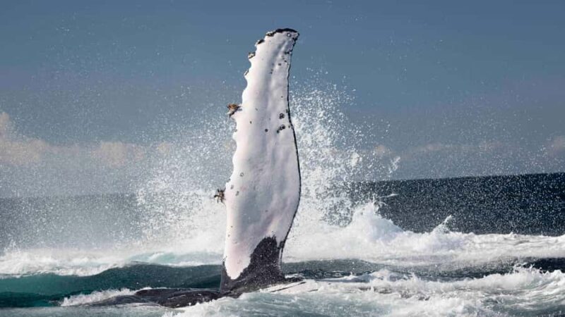Byron Bay Whale Watching with Marine Biologist - Marine Encounters and Wildlife Watching