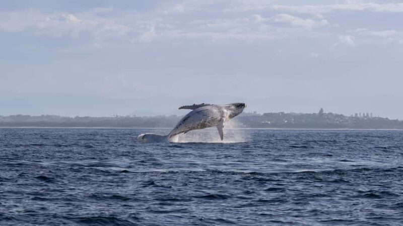Byron Bay Whale Watching with Marine Biologist - The Boat and Comfort