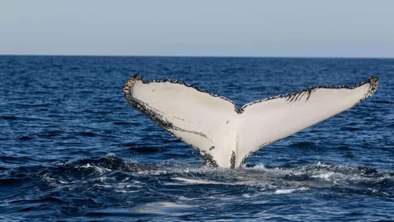 Byron Bay Whale Watching with Marine Biologist - What the Reviews Say