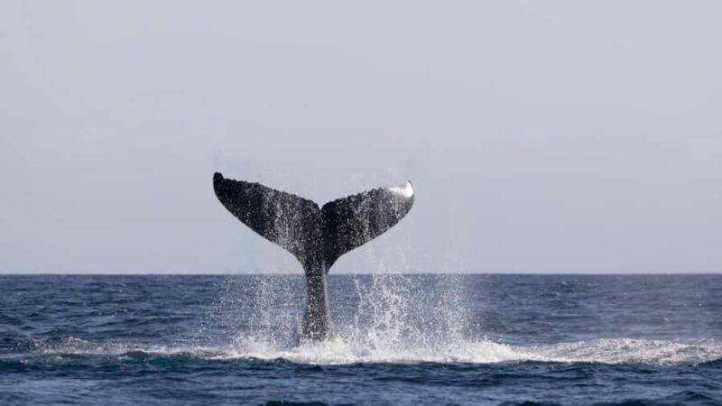 Byron Bay Whale Watching with Marine Biologist - Handling Weather and Cancellations