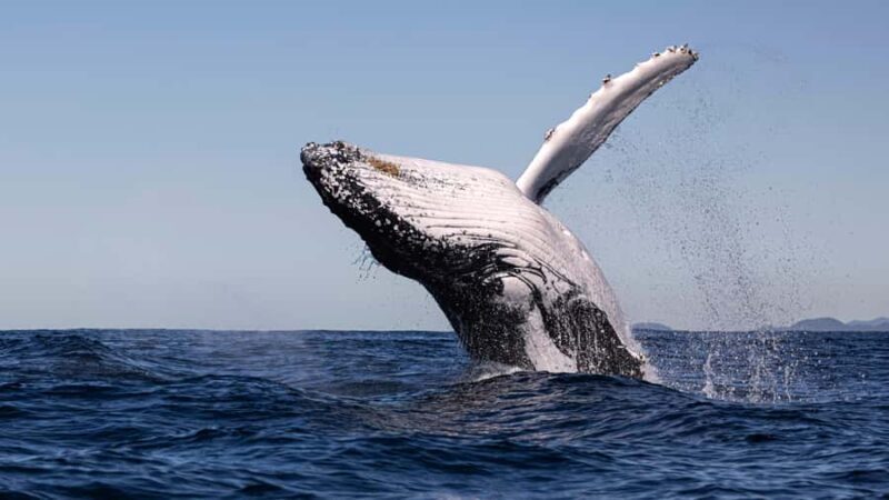 Byron Bay Whale Watching with Marine Biologist - Similar Experiences and Alternatives