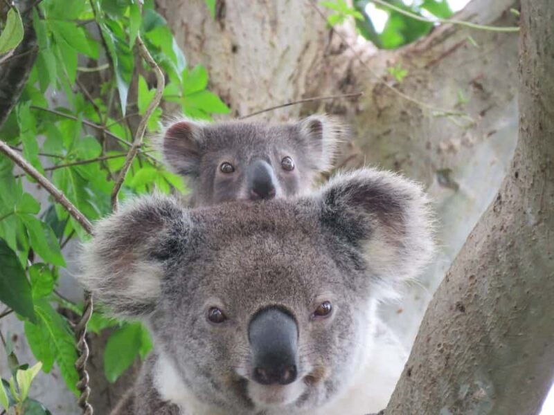 Byron Bay Wild Koala Tour - Key Points