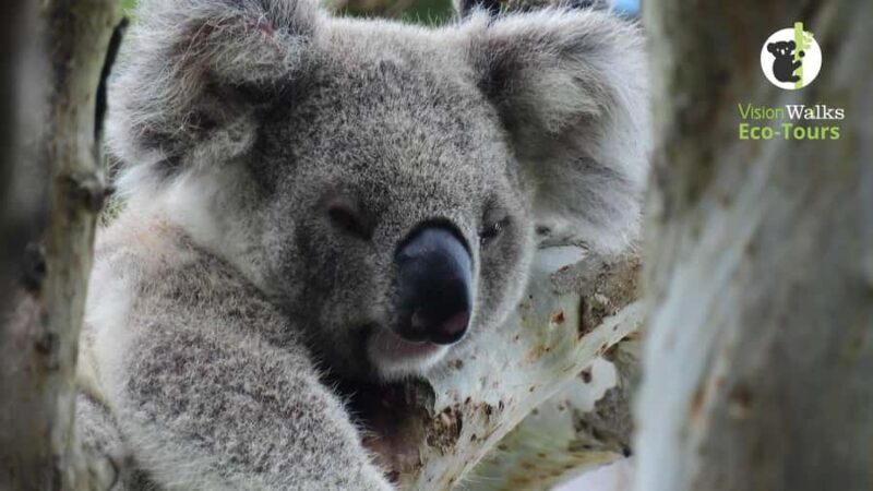 Byron Bay Wild Koala Tour - Exploring the Byron Bay Wild Koala Tour in Detail