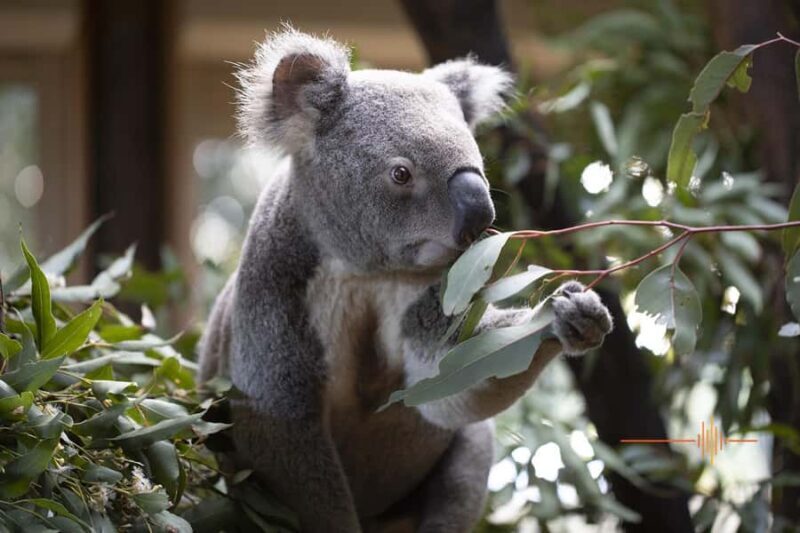 Byron Bay Wildlife Sanctuary Entry Ticket - Exploring the Sanctuary: What You Can Expect