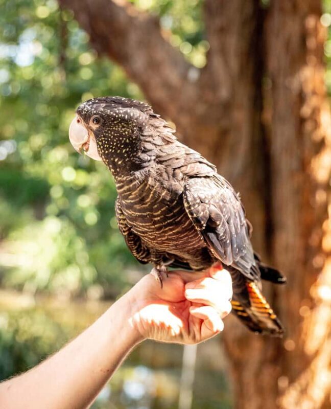 Byron Bay Wildlife Sanctuary Entry Ticket - Who Will Love This Experience?