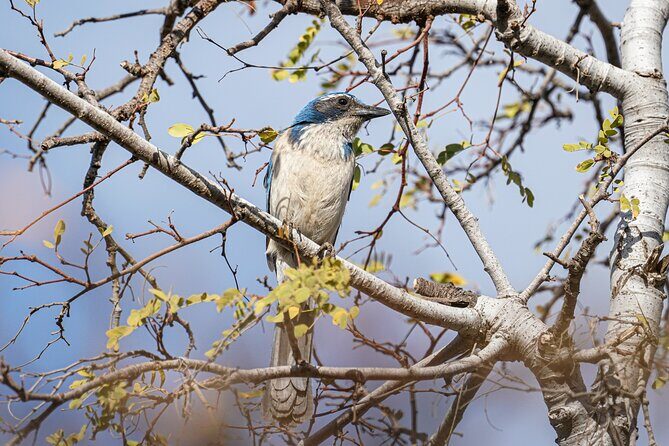 Cabo birding | Bird watching at bird sanctuary - Who Will Love This Experience?