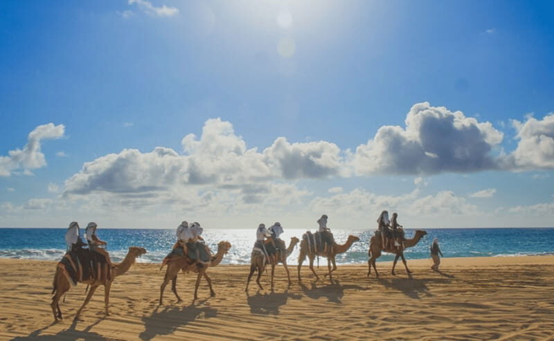 Cabo: Camel Safari Adventure with Tacos - Key Points