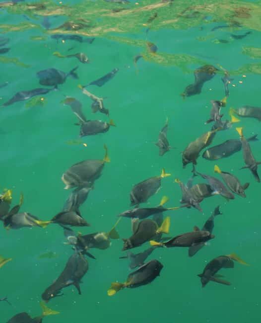 Cabo Catamaran Cruise  Arch, Snorkeling, Open Bar & Snacks - The Sum Up: Is the Cabo Catamaran Cruise Worth It?