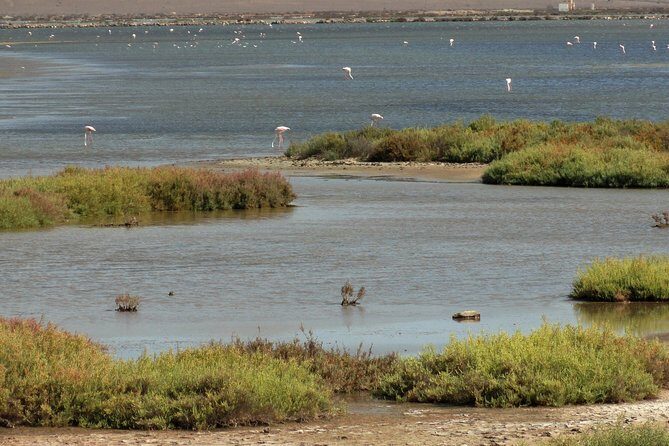 Cabo de Gata Natural Park from Roquetas, Aguadulce & Almeria - A Deep Dive into the Experience