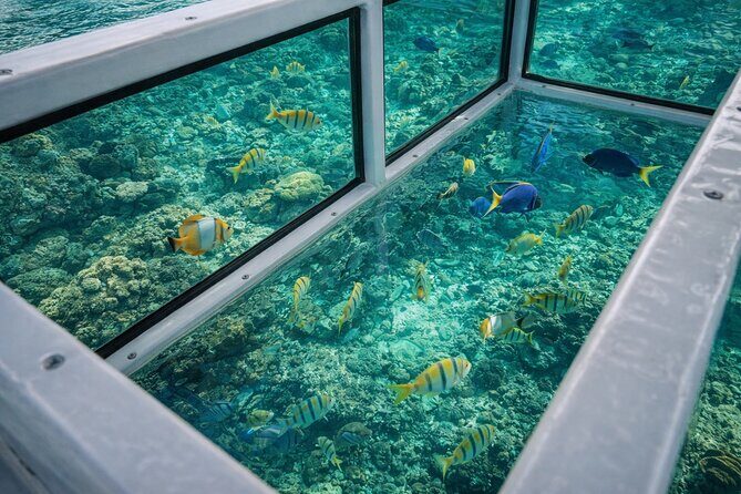 Cabo Glass Bottom Boat Arch Tour for Cruise Passengers - FAQ