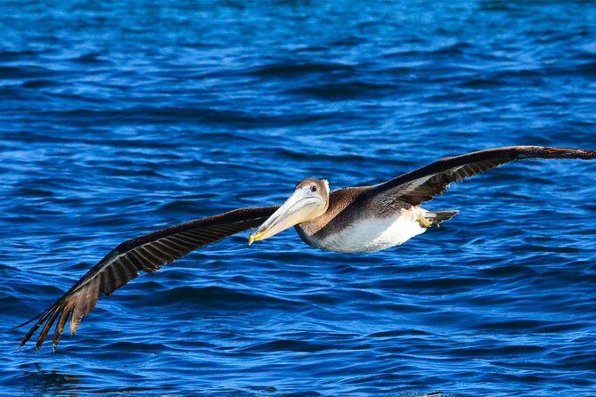 Cabo Private Whale Watching Tour - Incl FREE photos - Authentic Reviews Speak Volumes