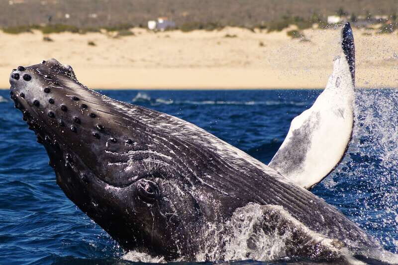 Cabo San Lucas: 2.5-Hour Whale Watching Tour - The Experience in Detail