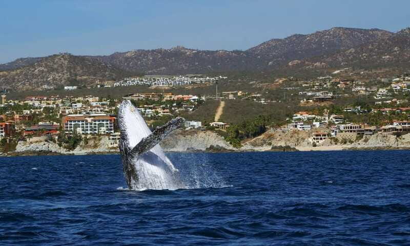 Cabo San Lucas: 2.5-Hour Whale Watching Tour - Authentic, Respectful, and Educational