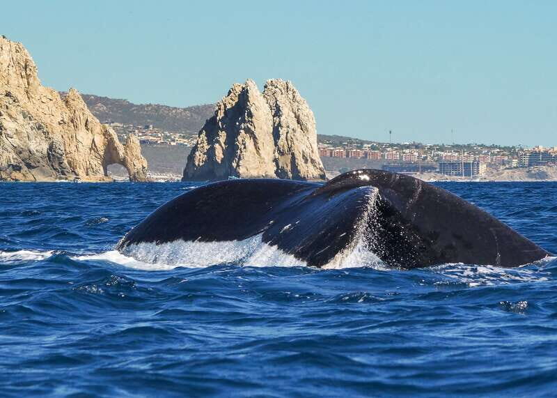 Cabo San Lucas: 2.5-Hour Whale Watching Tour - Who Should Consider This Tour?
