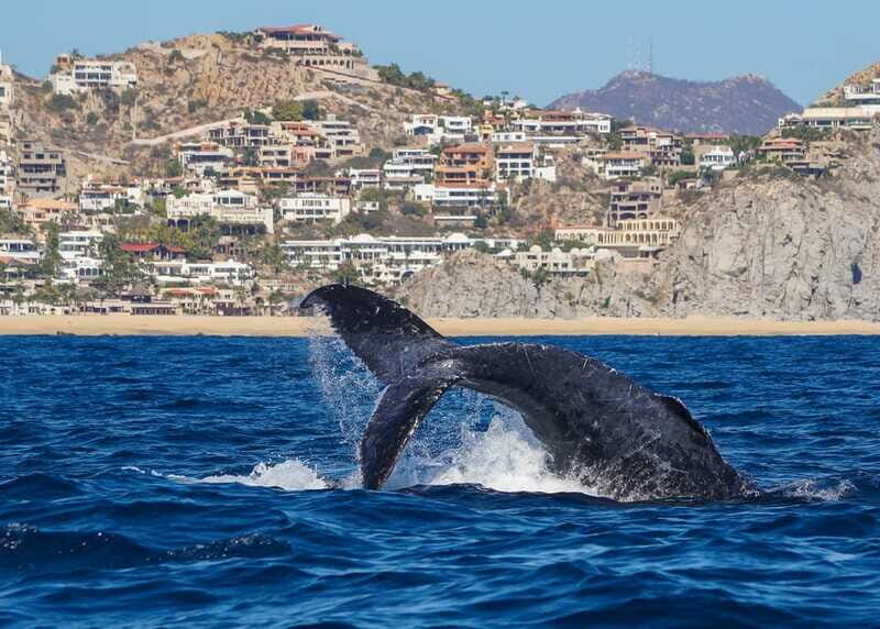 Cabo San Lucas: 2.5-Hour Whale Watching Tour - Final Thoughts
