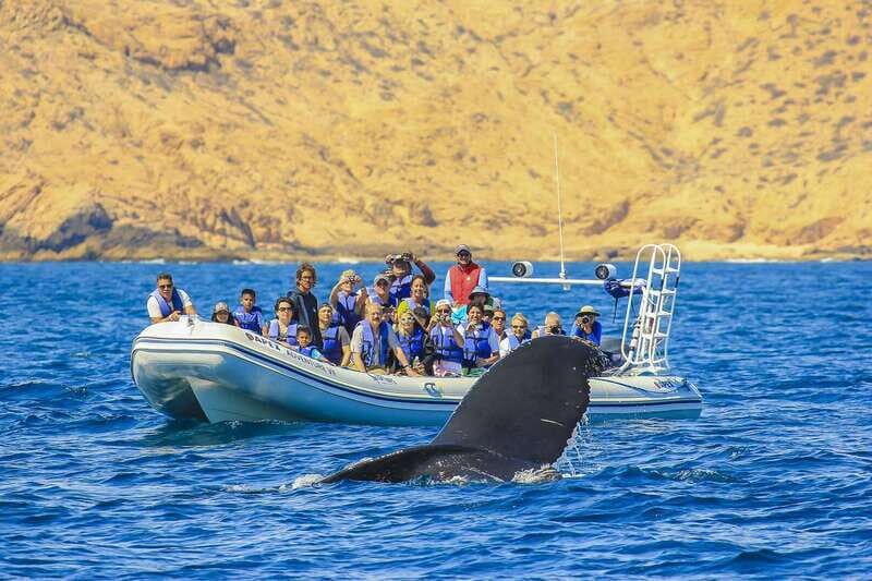 Cabo San Lucas: 2-Hour Whale Watching Adventure - Practical Details and Tips