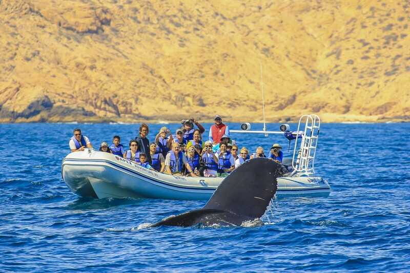 Cabo San Lucas: 2-Hour Whale Watching Adventure - Reviews and Authentic Perspectives