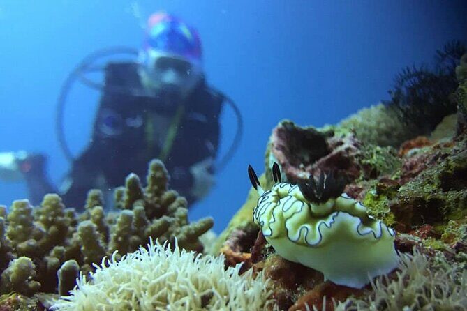Cabo San Lucas 2 Tank Scuba Diving - The Sum Up: Who Will Love This Tour?