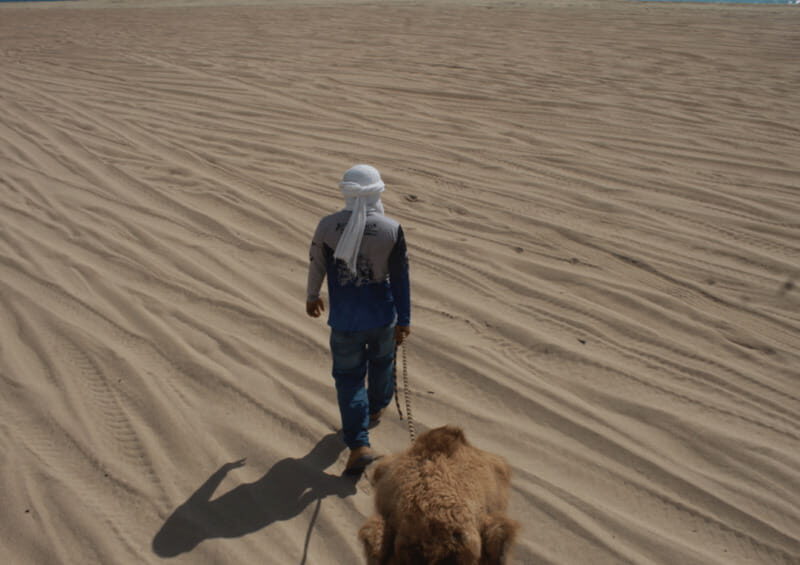 Cabo San Lucas: Amazing Camel Adventure on the Beach - An In-Depth Look at the Experience