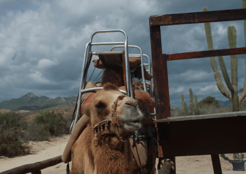 Cabo San Lucas: Amazing Camel Adventure on the Beach - Final Thoughts: Who Will Love This?