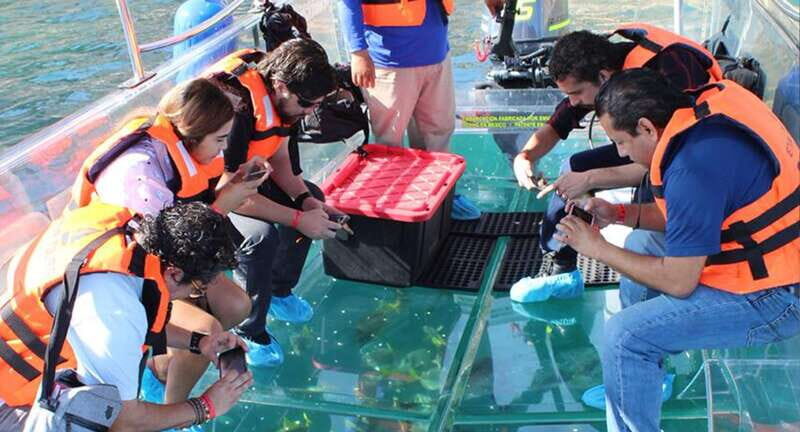 Cabo San Lucas: Glass-Bottom Boat Cruise and Tequila Tasting - A Closer Look at the Experience