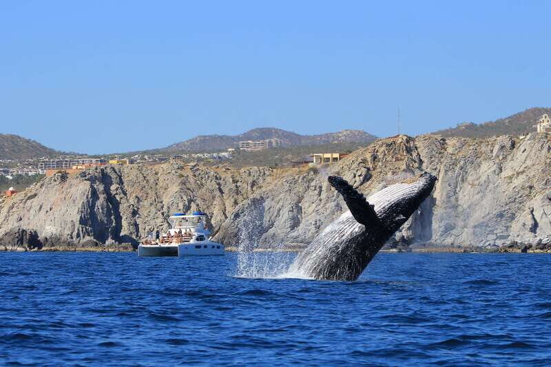 Cabo San Lucas: Luxury Catamaran Whale Watching Experience - Authentic Reviews and What They Say