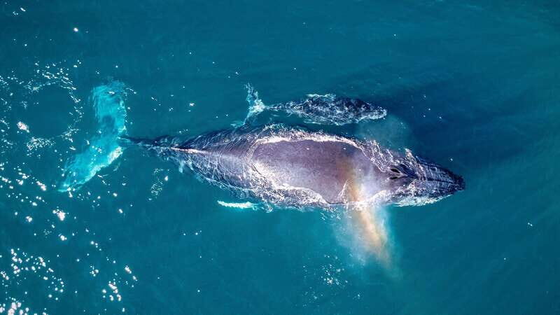 Cabo San Lucas: Luxury Catamaran Whale Watching Experience - Who Will Love This Tour?